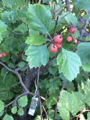 Crataegus chrysocarpa phoeniceoides