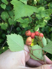 Crataegus chrysocarpa phoeniceoides
