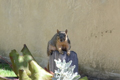 Sciurus niger