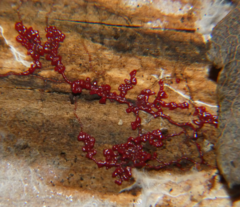 Willkommlangea reticulata