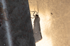 Cisthene dorsimacula