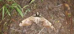 Adhemarius gannascus