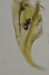 Thuidium recognitum