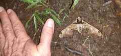 Adhemarius gannascus