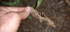 Adhemarius gannascus