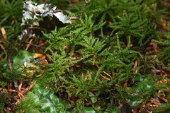 Leucolepis