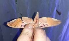 Adhemarius gannascus