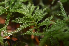 Leucolepis