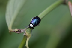 Asphaera albomarginata