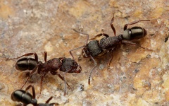 Rhytidoponera tasmaniensis