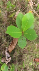 Terminalia catappa
