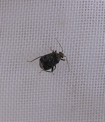 Charagochilus