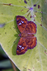 Pseudocoladenia
