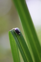 Asphaera albomarginata