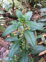 Balsaminaceae