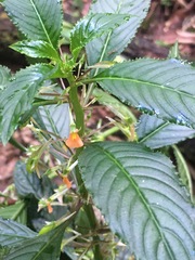 Balsaminaceae