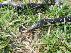 Lampropeltis nigra