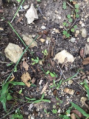 Lupinus texensis