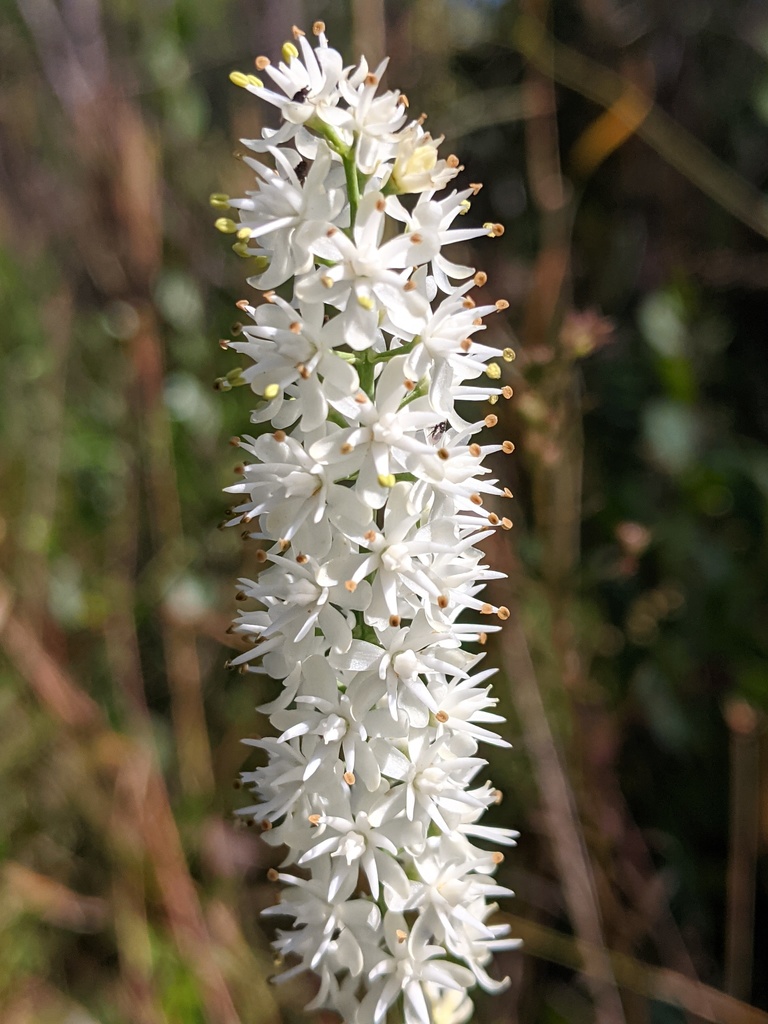 Carolina bog asphodel
