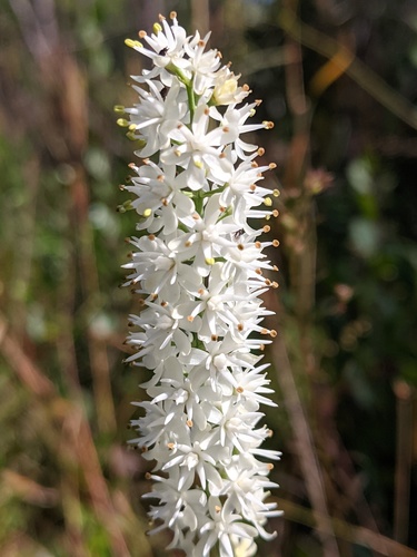 smooth tofieldia (Tofieldia glabra)