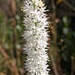 Carolina Bog Asphodel - Photo (c) R Haven Wiley, some rights reserved (CC BY-NC), uploaded by R Haven Wiley