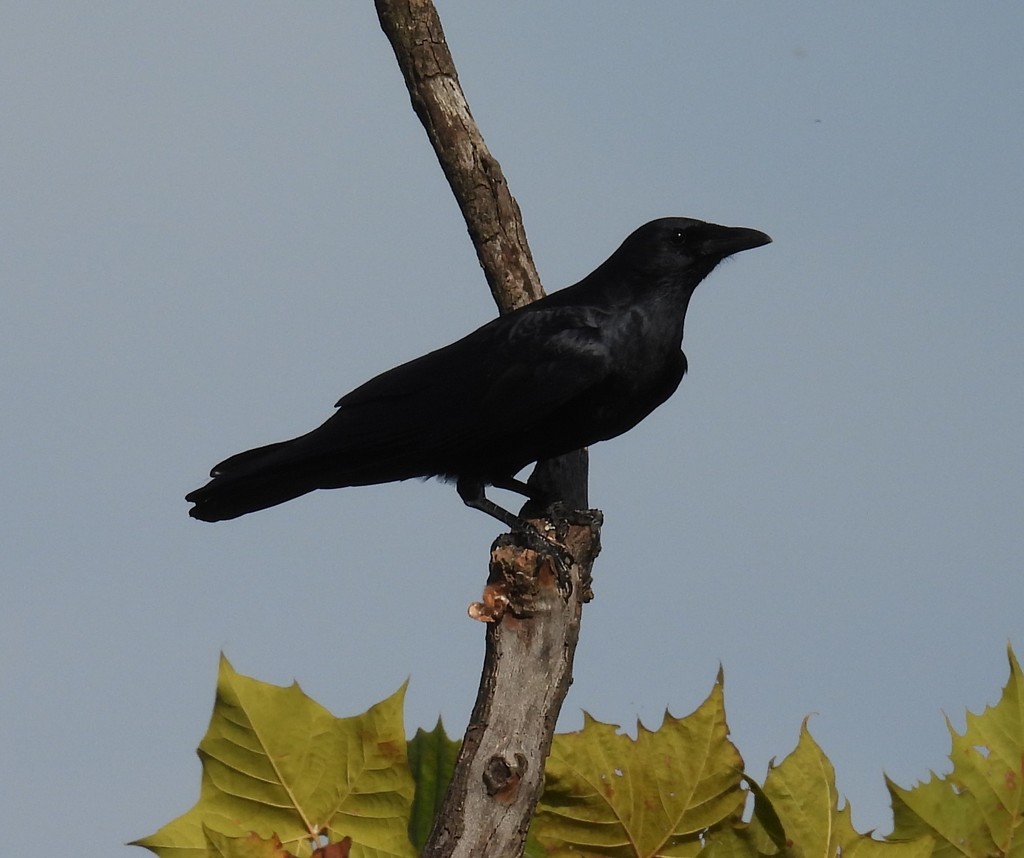 American Crow from US Hwy 72, Second Creek embayment, Lauderdale County ...