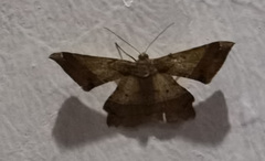 Krananda latimarginaria