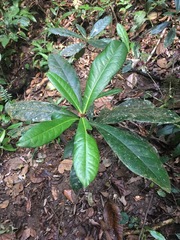 Paypayrola blanchetiana
