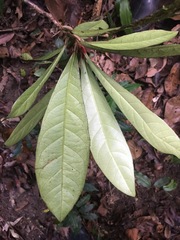 Paypayrola blanchetiana