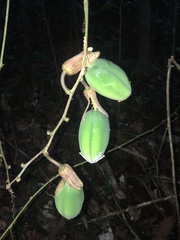 Passiflora contracta