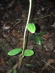 Passiflora contracta