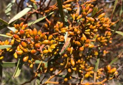 Eucalyptus leptophylla