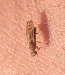 Opomyza florum