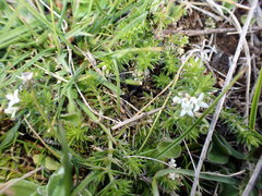 Asperula scoparia