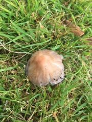 Fungi