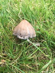 Fungi