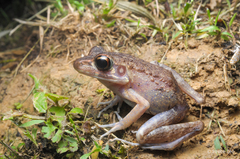 Pulchrana baramica