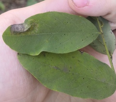 Phloeospora robiniae