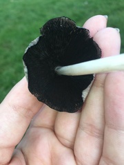 Fungi