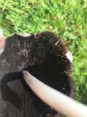 Fungi