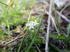 Asperula scoparia