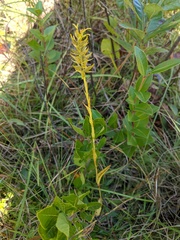 Platanthera ciliaris