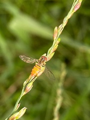 Toxomerus pulchellus