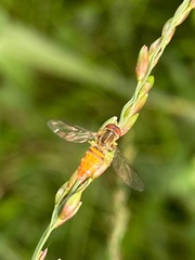 Toxomerus pulchellus