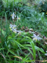 Chlorophytum saundersiae