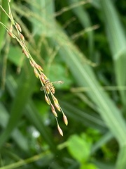 Toxomerus pulchellus