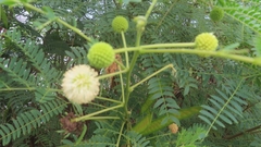 Leucaena leucocephala