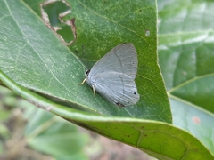 Euselasia eupatra