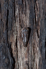 Putoniessa