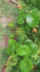 Hydrocotyle bonariensis